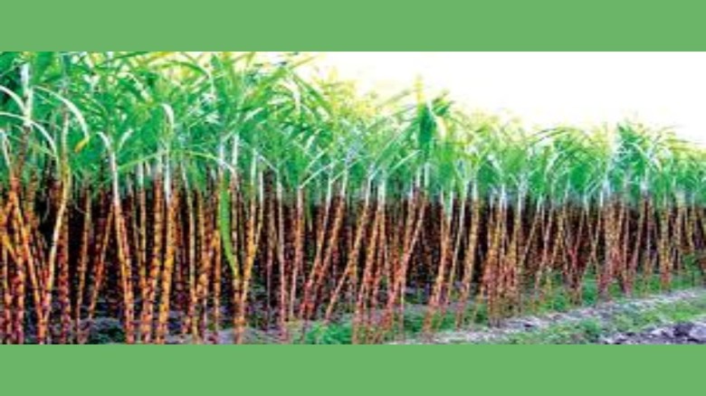 গাজীপুরে ফিলিপাইনের ব্ল্যাক সুগার কেইন চাষে সাড়া